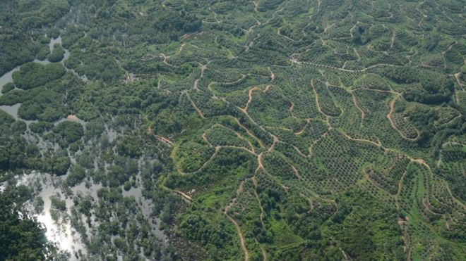 Дороги и плантации фрагментируют лесную среду обитания в Борнео (c) Marc Ancrenaz
