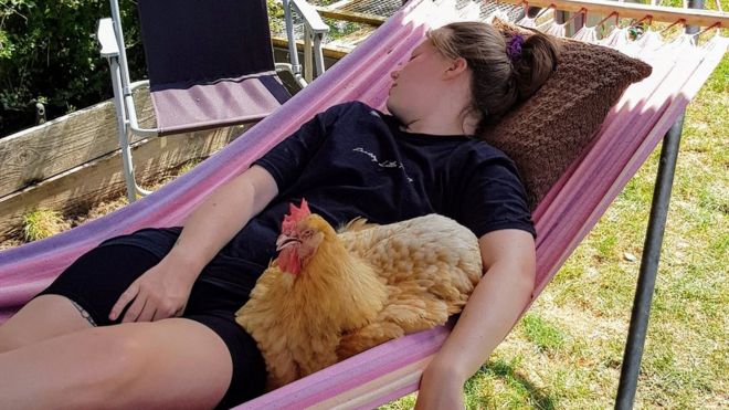 Молодая женщина спит в гамаке со своим домашним цыпленком