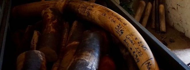 Слоновая кость захвачена в парке Гарамба в Демократической Республике Конго
