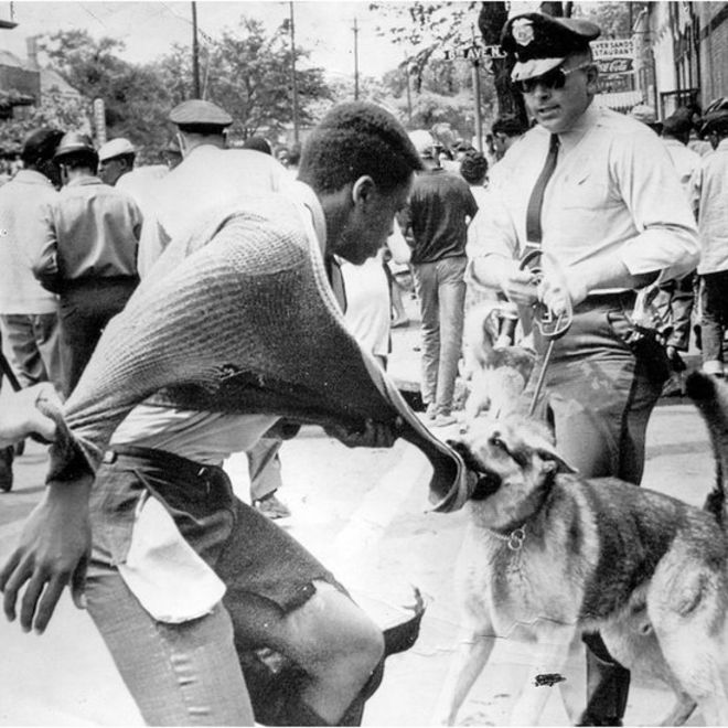 Афроамериканские протестующие подверглись нападению полицейской собаки на улице во время демонстраций против сегрегации, Бирмингем, Алабама, 4 мая 1963 г.
