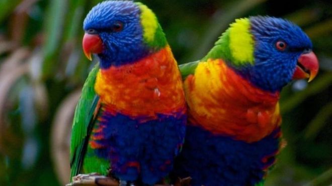 طيور ملونة