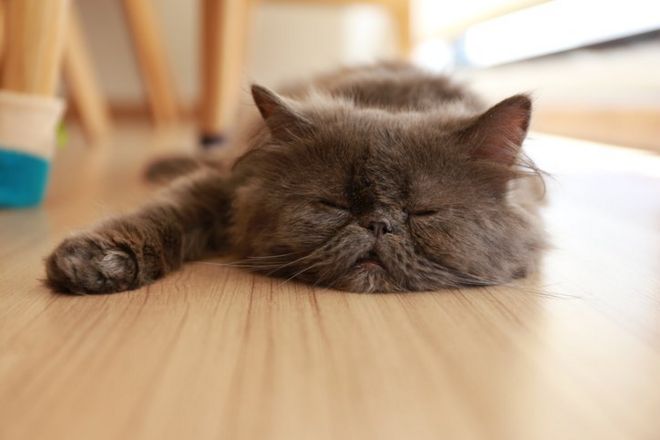 Спящая персидская кошка