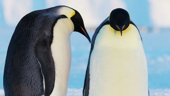 Снимок, получивший премию: овдовевшие пингвины держатся вместе - BBC News Русская служба