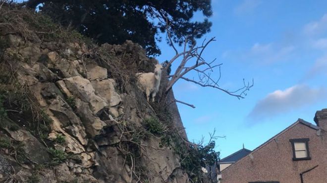 Кашмирский козел на скале в Лландидно