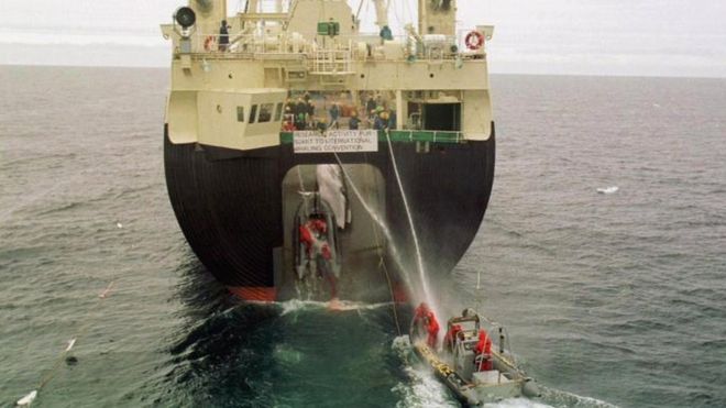 Японский научный китобойный корабль подтягивает кита