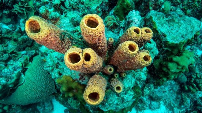 sea sponge fossil
