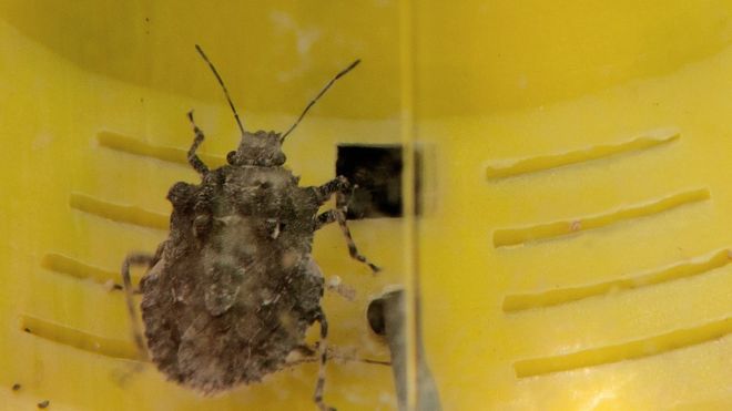 The brown marmorated stink bug