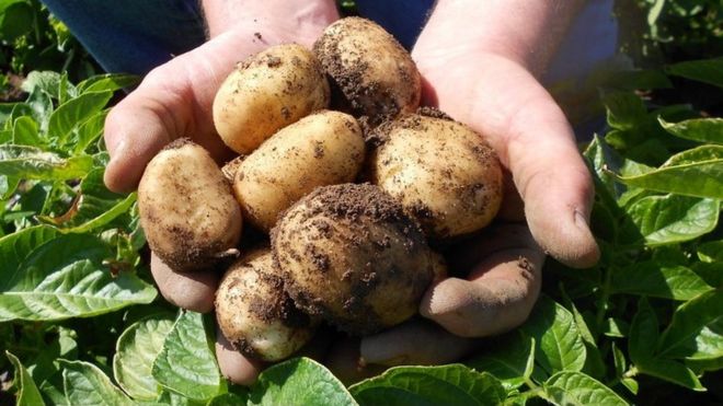 Ayrshire early new potatoes
