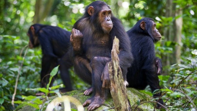 مجموعة من قردة الشمبانزي