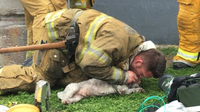 Пожарный делает искусственное дыхание собаке