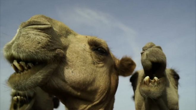 Camelos no Quênia