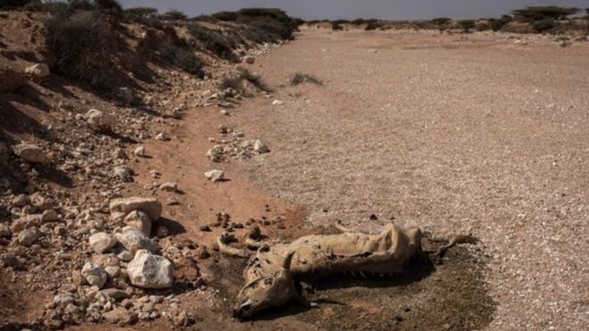 dead animals