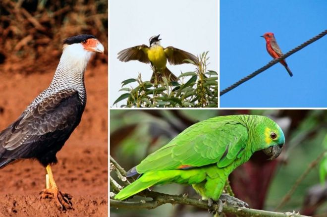 Aves em São Paulo