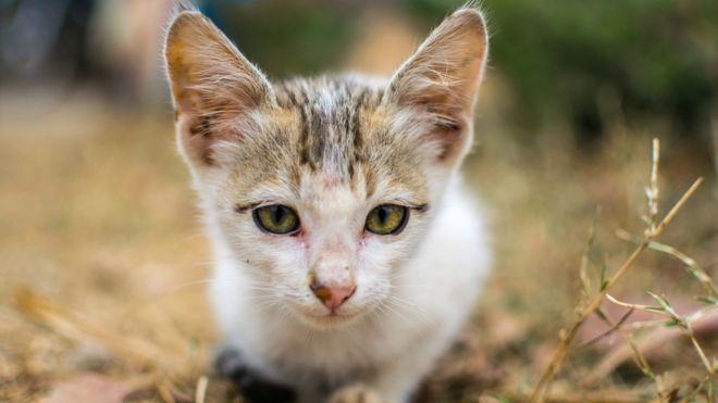 அரவிந்த் ரெங்கராஜ், திருச்சி