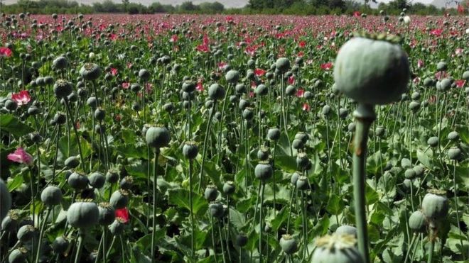 نبات الأفيون