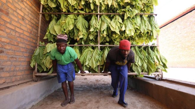 Двое мужчин двигают стойку, полную табачных листьев в Зимбабве