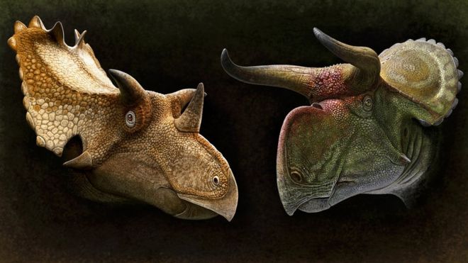 Two illustrations of ceratopsian dinosaur heads - to the left a sandy coloured one with three horns and a spiky frill, to the right a green and reddish one with two curved horns and a flat frill