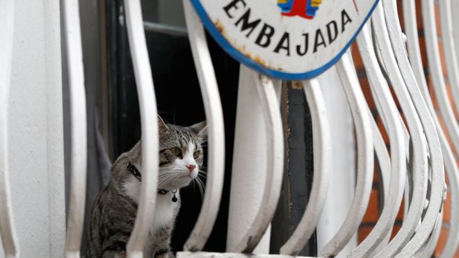 Кот Джулиана Ассанжа сидит на балконе посольства Эквадора в Лондоне