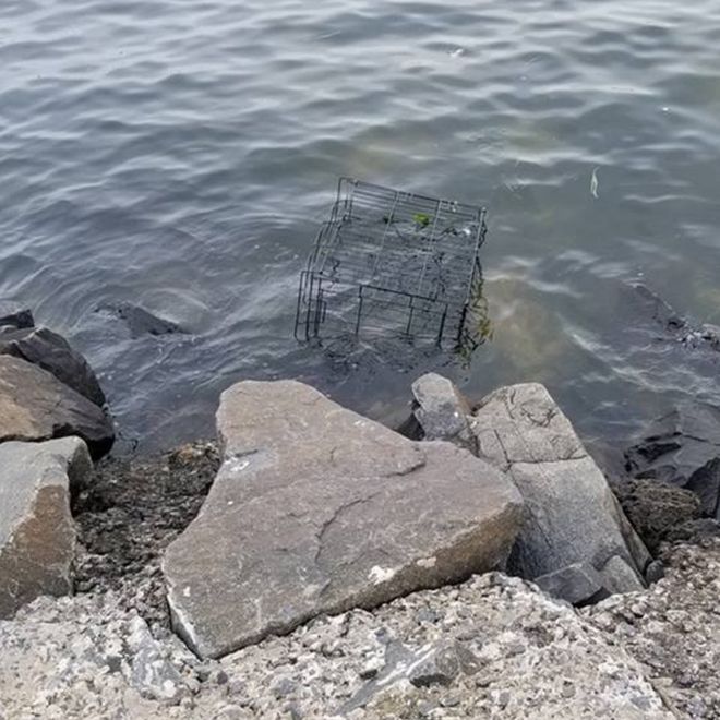 Клетка в основном погружена морской водой.