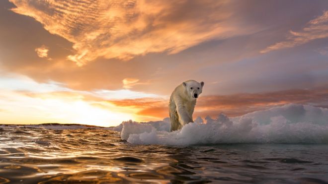 Oso polar sobre un trozo de hielo en el mar