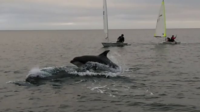 Дельфины возле лодок парусного клуба Tenby