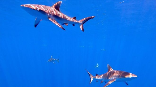 Grey reef shark in British Indian Ocean Territory