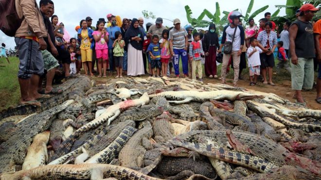 Сельские жители и мертвые крокодилы