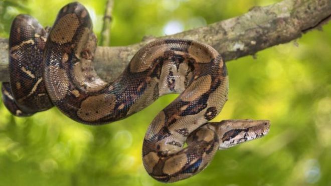 Un python réticulé enroulé sur une branche d'arbre (illustration)