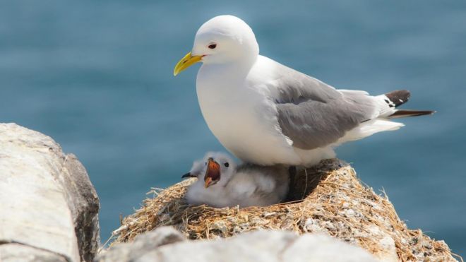 Kittiwake