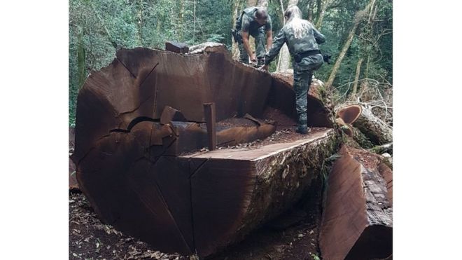 Árvore gigante rara de 535 anos foi derrubada para virar cerca em Santa Catarina