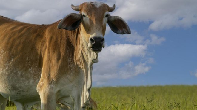 गाय