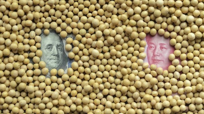 受中美加徵關稅影響，美國大豆價格下跌。