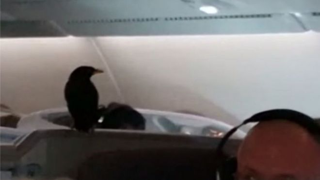 Screengrab of Mynah bird perched on a business class seat