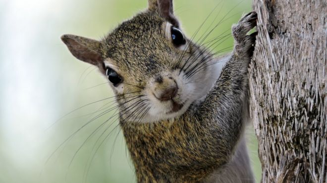 Серая белка