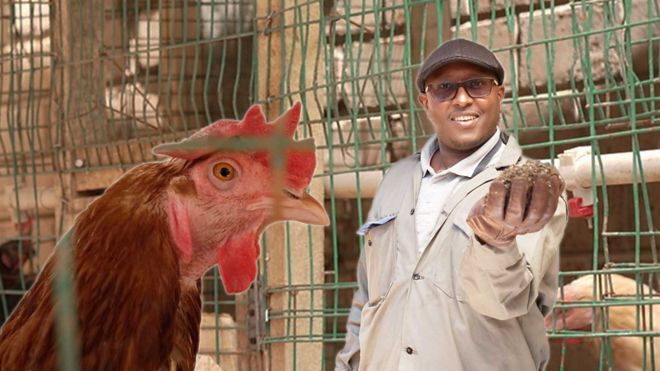 Kako kokošji izmet napaja celo jedno afričko domaćinstvo