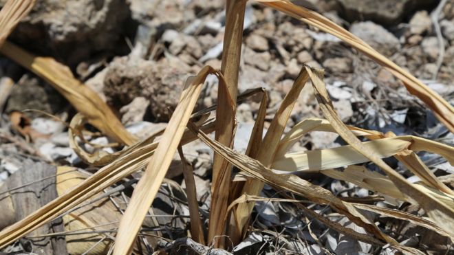Пострадавшее от засухи растение на склоне холма в Гватемале