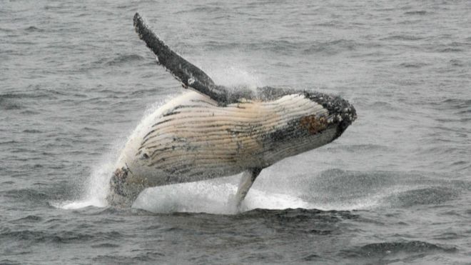 Humpback whale jumping out of the water in the western Antarctic peninsula, file photo 5 March 2016