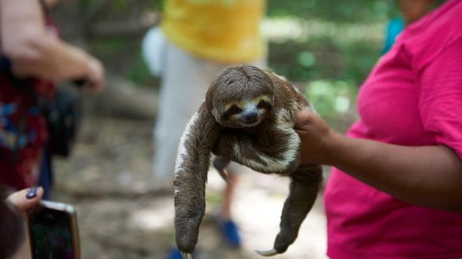 A sloth being held