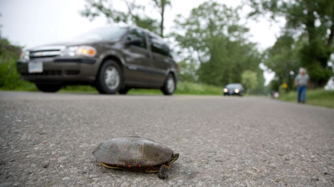 черепаха на дороге