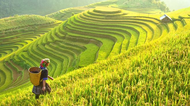 Agricultora en terrazas de plantaciones de arroz en Asia