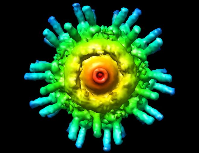 Улучшенное изображение вируса, увиденное в электронный микроскоп.