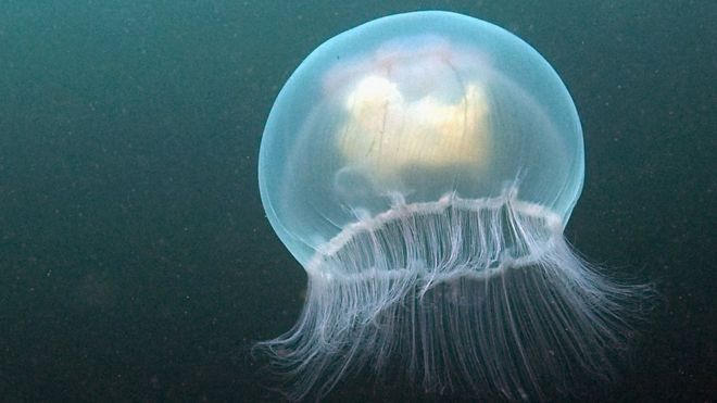 Bluebottle jellyfish hit Australian beaches in 'gobsmacking abundance' -  ABC News