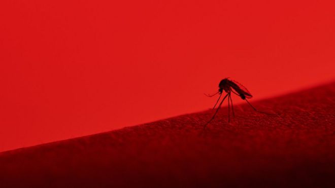 Foto com coloração avermelhada mostra mosquito sobre pele humana