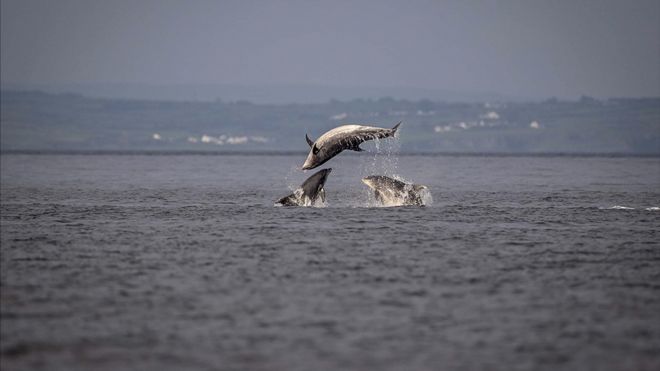 Дельфины, ныряющие в Ирландское море, пойманные с побережья Ратлина