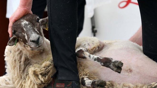 Мужчина стрижет овцу на шоу Балморал