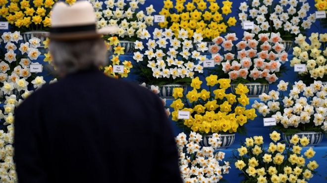 A visitor looks at a display of daffodils