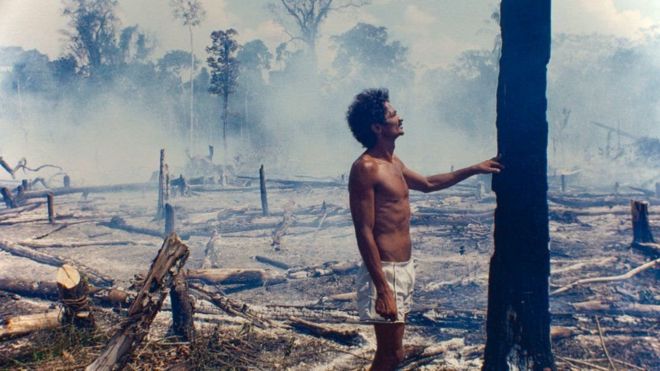 அமேசான்