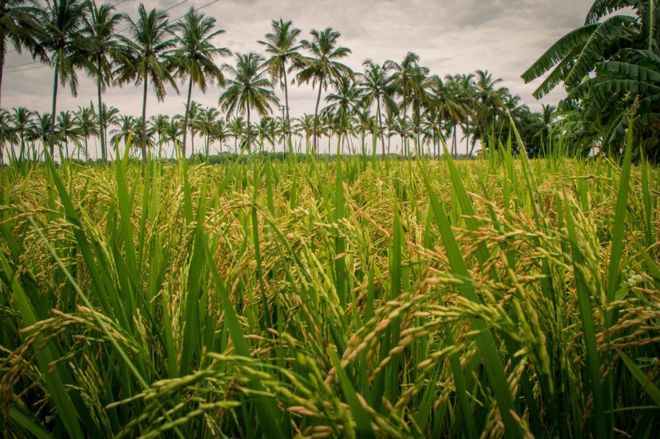 ஜெரூம் கிளிண்டன். ஜெ