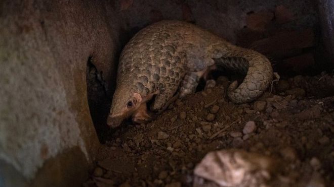 A Chinese pangolin is seen digging a hole at a Vietnamese wildlife rescue centre on 22 June 2020 in Cuc Phuong National Park, Ninh Binh Province, Vietnam