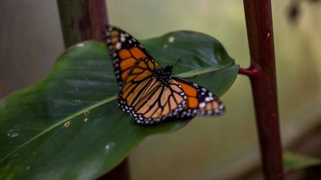 mariposa monarca sobre hoja